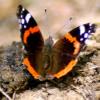 Ikon