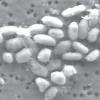 Ikon