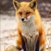 Ikon